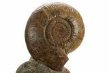 Tall Jurassic Ammonite (Hammatoceras) Display - France #334960-2